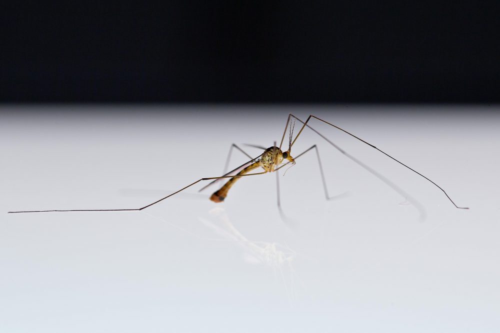 Stechmückenplage, Stechmücken, © Bild: Daniel Karmann