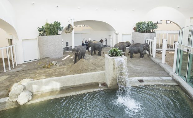 © Eröffnung Elefantenhaus Tierpark Hellabrunn am Freitag (28.10.2016) in München (Oberbayern). Foto: Marc Müller/Tierpark Hellabrunn