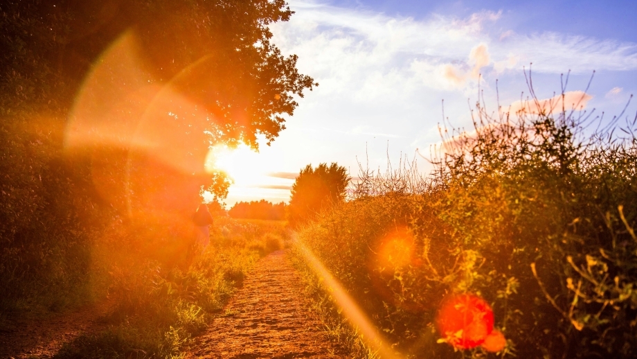 Sonne Sommer Wald Wiese Sonnenuntergang Spaziergang