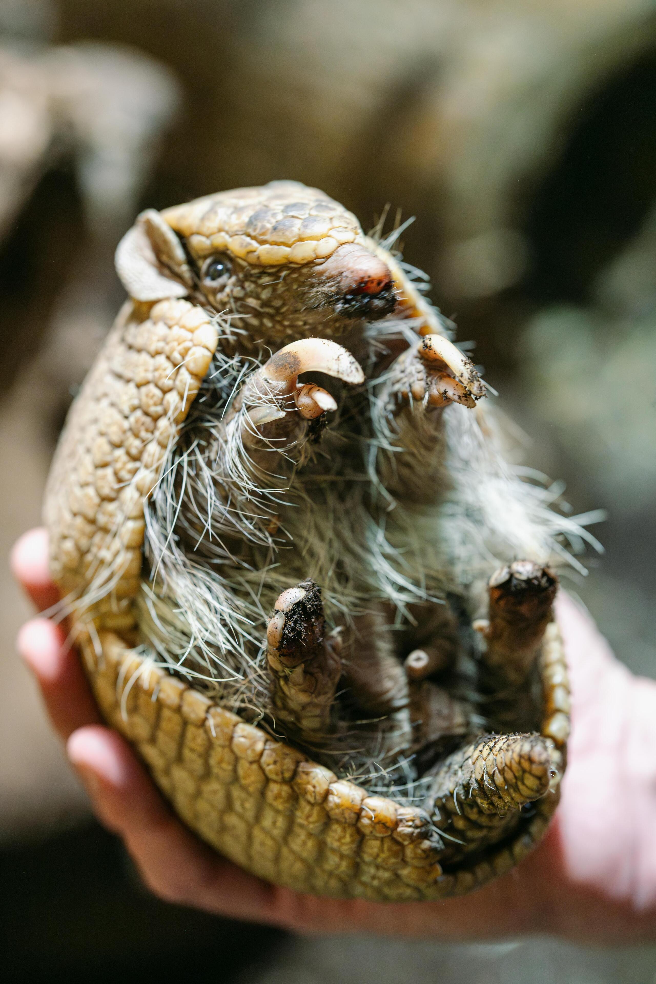 Bild: Jan Sauer / Tierpark Hellabrunn